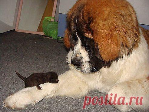 Ни фига себе! Блоха-мутант!!!)))