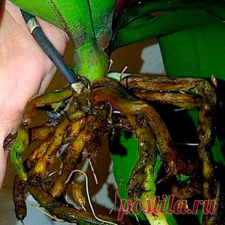 Болезнь комнатных растений Гниль корней (гниль клубней). Серьезное заболевание, которому особенно подвержены суккуленты, бегонии, пальмы и сенполия. Листья (а у кактусов - стебли) желтеют и увядают, затем быстро темнеют, и растение погибает. Причина - грибковое заболевание корней из-за переувлажнения почвы.