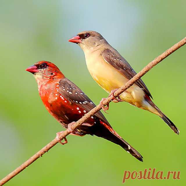 Клубничные зяблики: забавные птички, похожие на клубнички