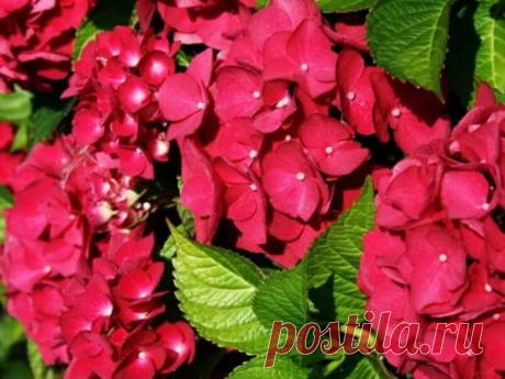 Гортензия Хот Ред, посадка и уход. Гортензия Хот Ред: описание, посадка и уход