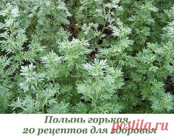 Полынь горькая.
20 рецептов для здоровья

Полынь настоящая, полынь полевая, полынь белая, емшан, вдовья трава - так ещё в народе называют полынь горькую.

Существует очень много видов полыни, их насчитывается около 400 и приблизительно 170 видов распространено на Украине и в России.

Большинство видов полыни очень отличаются как внешне, так и за своими лечебными и другими свойствами: это полынь цитварная, лимонная, серебристая, таврическая (крымская), древовидная (божье де...