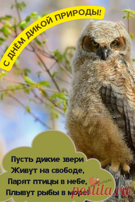 В день дикой природы желаю
Беречь ее и любить,
Чтоб будущим нашим потомкам
Планету живой сохранить.