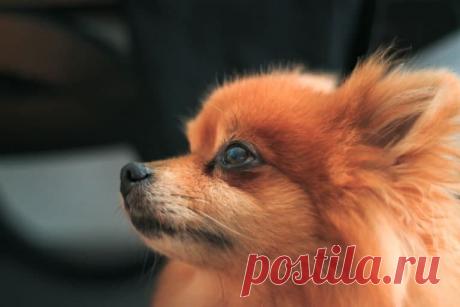 В швейцарском суде истцом выступил померанский шпиц - Русская Швейцария Померанский шпиц, которого хозяйка привезла из Турции, заболел неизвестной болезнью (предположительно речь шла о парвовирусе). В минувшую среду животного не стало. Но еще до этого ветеринарная служба кантона Во постановила усыпить собаку, поскольку было подозрение на заражение бешенством, сообщает 20min.ch. Представитель владельца собаки, адвокат Ромен Джордан, обжаловал постановление, причем он действ...