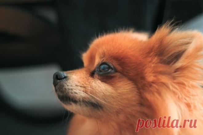 В швейцарском суде истцом выступил померанский шпиц - Русская Швейцария Померанский шпиц, которого хозяйка привезла из Турции, заболел неизвестной болезнью (предположительно речь шла о парвовирусе). В минувшую среду животного не стало. Но еще до этого ветеринарная служба кантона Во постановила усыпить собаку, поскольку было подозрение на заражение бешенством, сообщает 20min.ch. Представитель владельца собаки, адвокат Ромен Джордан, обжаловал постановление, причем он действ...