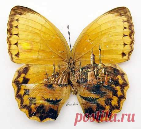 Рисунки на крыльях бабочки Hasan Kale