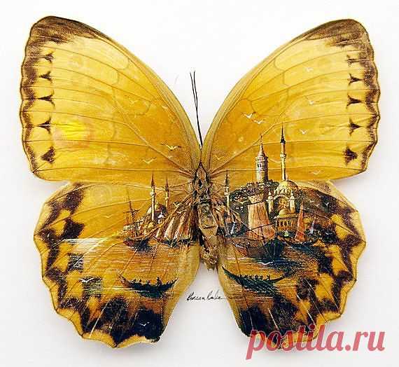 Рисунки на крыльях бабочки Hasan Kale