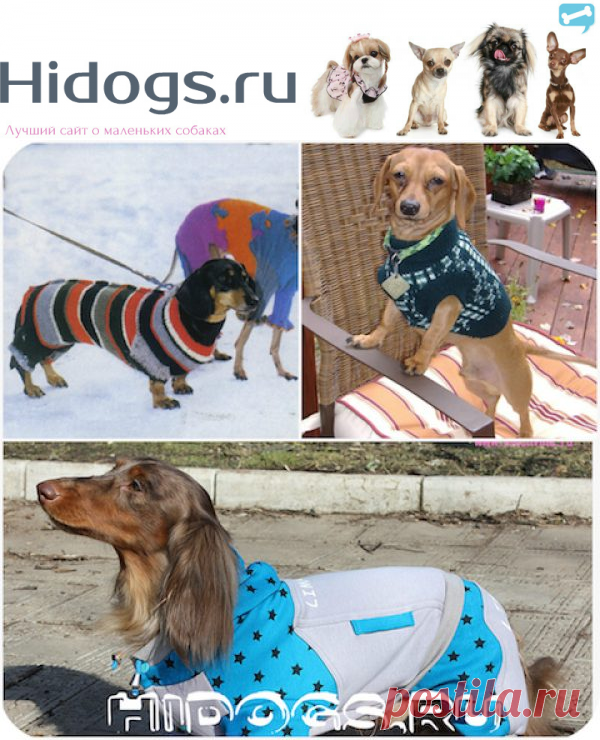 Одежда для таксы: необходимый гардероб для собаки (фото)