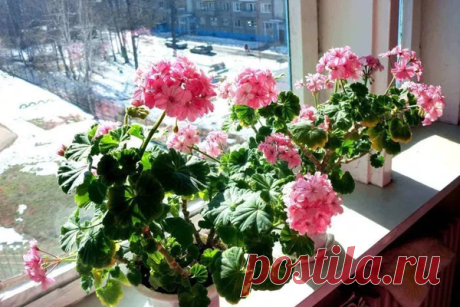Лучшие подкормки для герани