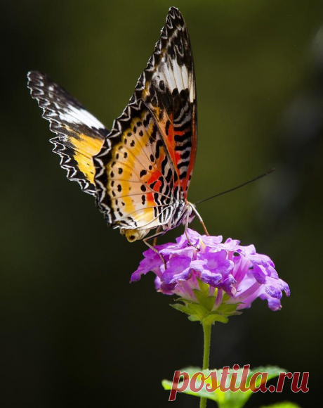 Malay Lacewing on a Flower | Beautiful Butterflies