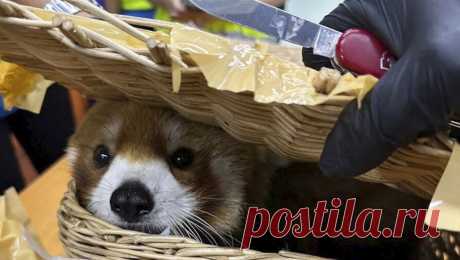 Контрабандисты пытались вывезти более 80 диких животных из Таиланда. Сотрудники таможенной службы Таиланда задержали шестерых уроженцев Индии, которые пытались перевезти через границу более 80 редких животных. Об этом сообщает Fox News. В Бангкоке задержаны шесть граждан Индии, при досмотре их багажа в ...