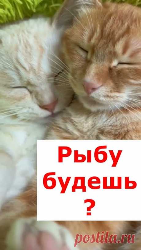 #shorts Накормил любимую ужином.