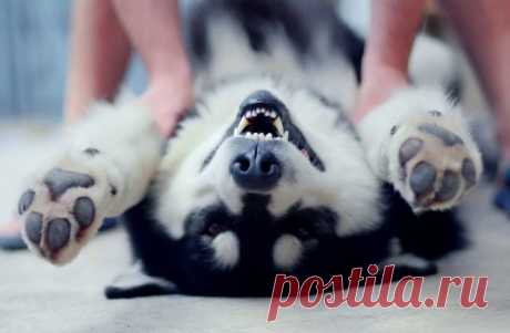 10 крутейших фактов о щекотке, после которых вам станет ясно, зачем она нужна