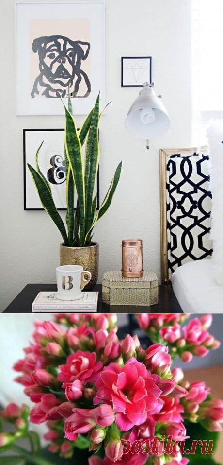 Комнатные растения для тех, у кого нет времени за ними ухаживать — Мой дом