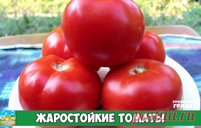 ЖАРОСТОЙКИЕ ТОМАТЫ

Сорта томатов устойчивых к жаре

В ассортименте огородника обязательно должны быть сорта или гибриды томата, устойчивые к таким стрессовым факторам, как жара и засуха.

Различают растения двух типов - генеративного и вегетативного. У гибридов вегетативного типа сильно облиственные побеги с многочисленными пасынками и кистями разной степени выполненности (гибриды F1 Диво, Васильевна, Наша Маша, Кентавр, Фаворит). В обычных условиях вегетативные томаты са...
