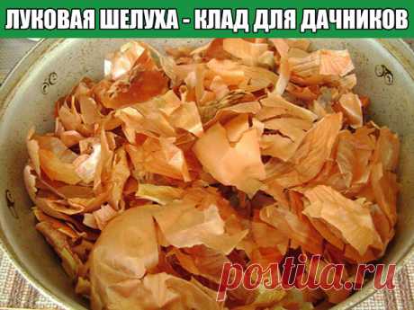 Луковая шелуха - клад для дачников

Мы порой проходим мимо старых и проверенных средств повышения урожая или борьбы с вредителями и болезнями.

Луковая шелуха — один из резервов повышения урожайности. Её отвар содержит полный набор таблицы Менделеева: кальций, калий, марганец, магний, железо, медь, селен, хром, бор, медь и т.д. Шелуха убивает патогенную микрофлору в почве, одновременно подкармливает растение микроэлементами. Действует на растения, как настойка женьшеня на ...