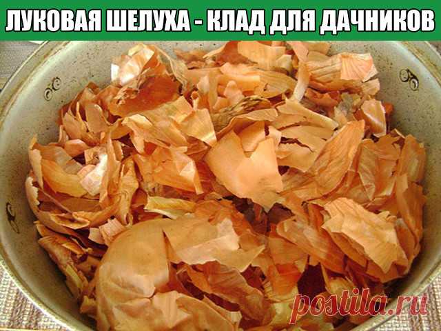 Луковая шелуха - клад для дачников

Мы порой проходим мимо старых и проверенных средств повышения урожая или борьбы с вредителями и болезнями.

Луковая шелуха — один из резервов повышения урожайности. Её отвар содержит полный набор таблицы Менделеева: кальций, калий, марганец, магний, железо, медь, селен, хром, бор, медь и т.д. Шелуха убивает патогенную микрофлору в почве, одновременно подкармливает растение микроэлементами. Действует на растения, как настойка женьшеня на ...