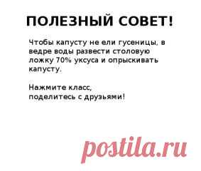 от гусениц на капусте