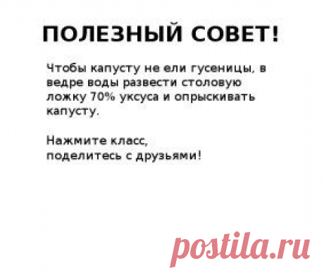 от гусениц на капусте