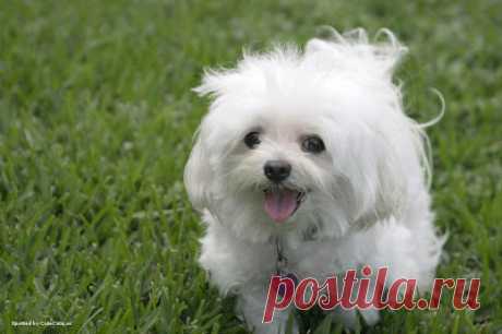 Cute&Cool Pets 4U: Фотографии милых белых щенков