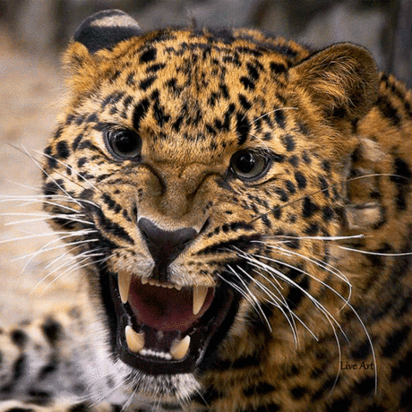 ❀LIVE ART❀ - на Мой Мир@Mail.ru