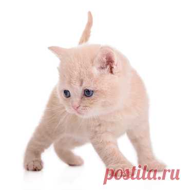 Уход за котенком. Правила кормления и ухода за котенком в 2 месяца, в 1 месяц. В чём нуждается новорожденный котенок, уход, лечение, советы ветеринара | НПК "СКиФФ"