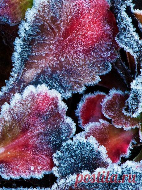 Иней, хрупкая красота... Волшебные фотографии;) - Фотопанорама