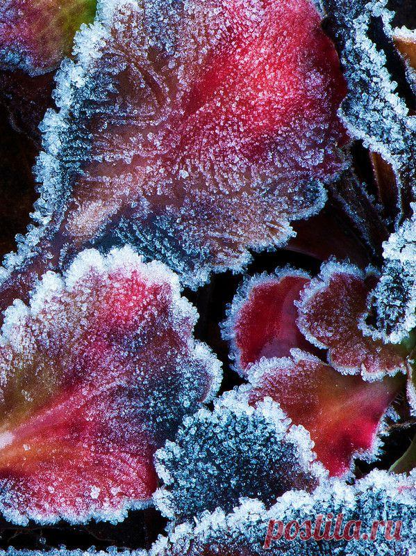 Иней, хрупкая красота... Волшебные фотографии;) - Фотопанорама