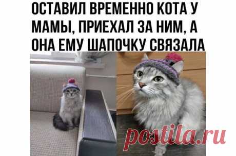 А Вы против шапок и одежды у кошек и собак или за и почему?
