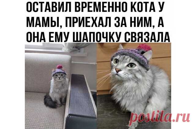 А Вы против шапок и одежды у кошек и собак или за и почему?