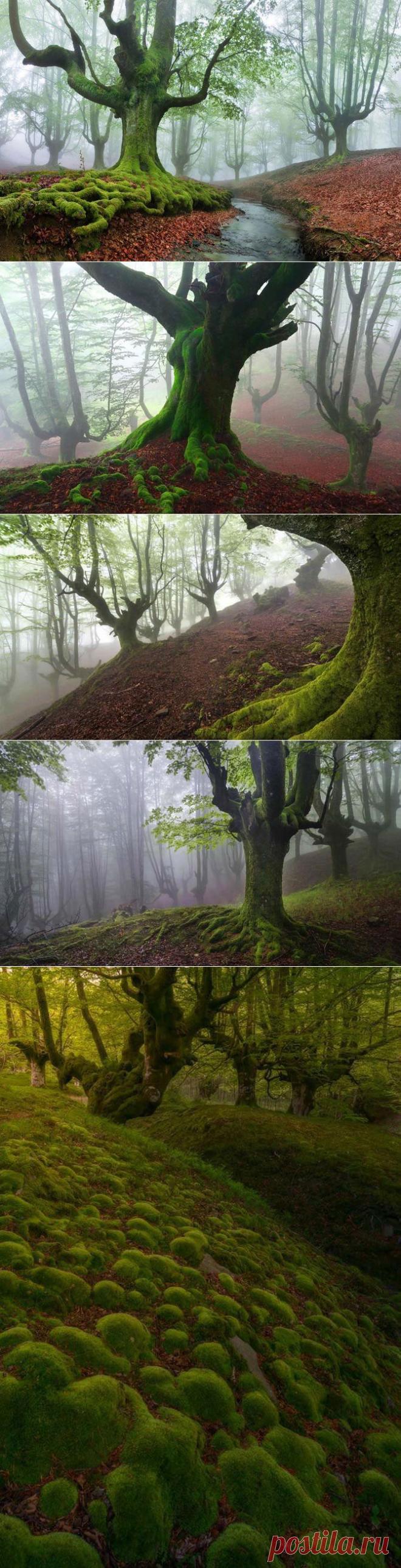 Мистический лес Страны басков | Изюминки