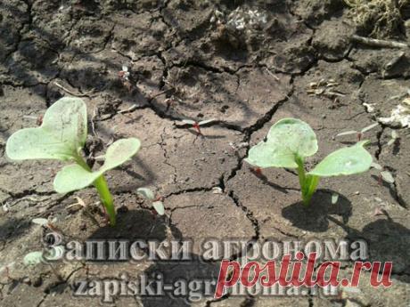 Выращивание дайкона в открытом грунте в климатических условиях Саратовской области, Балаковского района, меры борьбы с крестоцветной блошкой