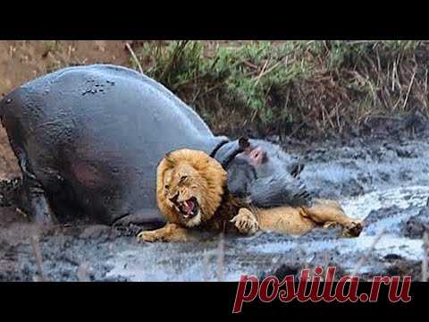 Разорвал на КУСКИ! Бегемоты ПРОТИВ Опасных Хищников
