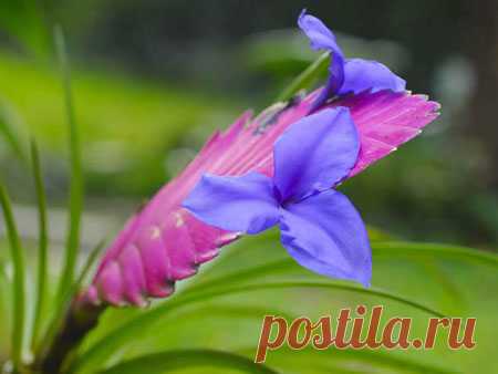 Тилландсия уход в домашних условиях, размножение, цветение, пересадка, болезни, фото и видео