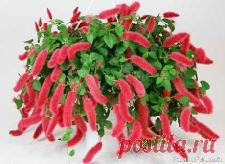 Комнатные растения. Акалифа - уход за растением. Акалифа - народное название растения- "лисий хвост", известный в культуре с 1898г. Этот комнатный цветок относится к роду декоративно - цветущих растений семейства Молочайные, состоящие примерно из 450 видов. Родина Акалифы - тропические и субтропические районы Азии, Австралии и острова...