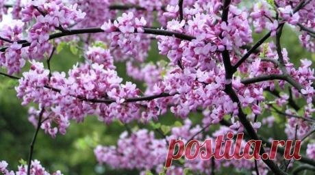 Багрянник канадский, или Церцис | Журнал "JK" Джей Кей