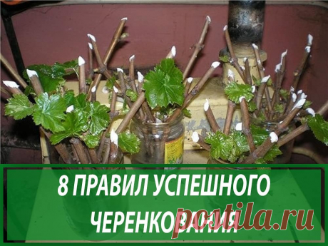 🥕ЖИЗНЬ В ОГОРОДЕ🌱 в Instagram: «🌳8 ПРАВИЛ УСПЕШНОГО ЧЕРЕНКОВАНИЯ🌳 ⠀ О том, что можно вырастить растение из черенка, который пустит корешки в банке с водой на подоконнике,…» 102 отметок «Нравится», 4 комментариев — 🥕ЖИЗНЬ В ОГОРОДЕ🌱 (@fermerblog) в Instagram: «🌳8 ПРАВИЛ УСПЕШНОГО ЧЕРЕНКОВАНИЯ🌳 ⠀ О том, что можно вырастить растение из черенка, который пустит…»