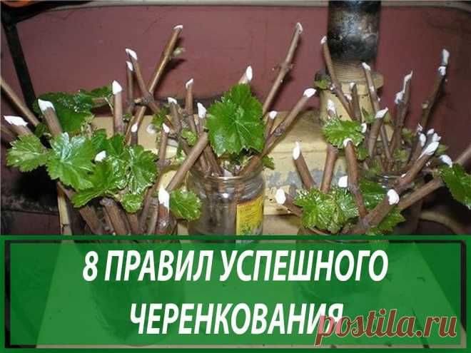 🥕ЖИЗНЬ В ОГОРОДЕ🌱 в Instagram: «🌳8 ПРАВИЛ УСПЕШНОГО ЧЕРЕНКОВАНИЯ🌳 ⠀ О том, что можно вырастить растение из черенка, который пустит корешки в банке с водой на подоконнике,…» 102 отметок «Нравится», 4 комментариев — 🥕ЖИЗНЬ В ОГОРОДЕ🌱 (@fermerblog) в Instagram: «🌳8 ПРАВИЛ УСПЕШНОГО ЧЕРЕНКОВАНИЯ🌳 ⠀ О том, что можно вырастить растение из черенка, который пустит…»