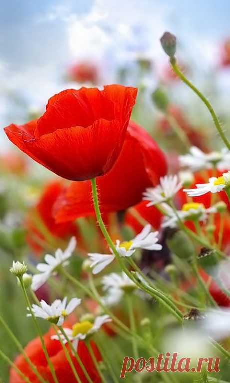 рука и ромашка: 32 тыс изображений найдено в Яндекс.Картинках