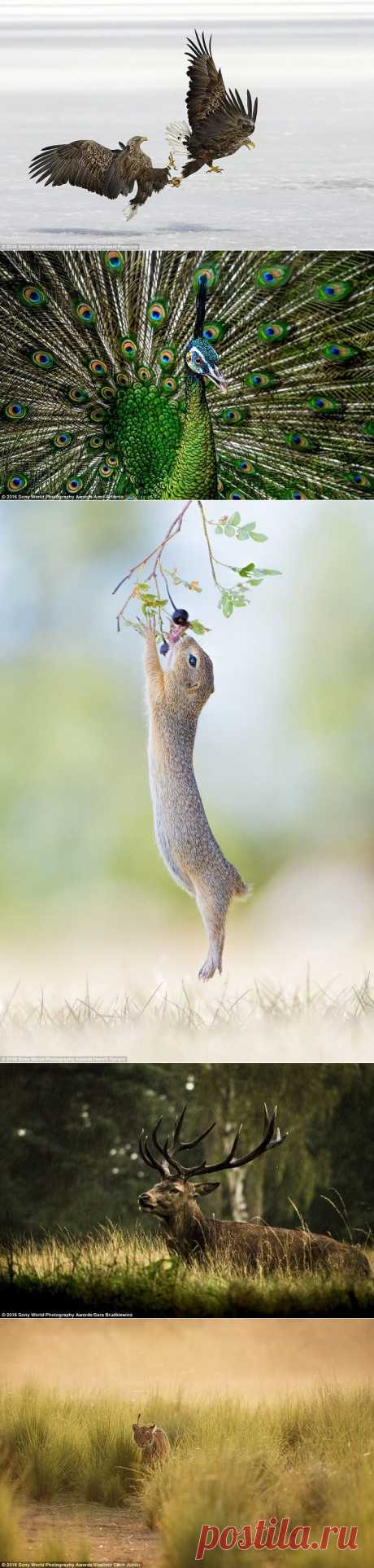 Первые работы конкурса фотографии от Sony 2016 — Фотоискусство