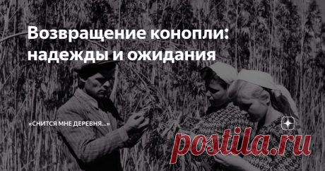 Возвращение конопли: надежды и ожидания Недавно в СМИ была озвучена любопытная информация о реанимировании в стране некогда доходной сельскохозяйственной отрасли- коноплеводства (и название-то уже подзабылось!). Уже решено, что в следующем году масштабным полигоном для эксперимента станут сельхозугодия Астраханской области.
