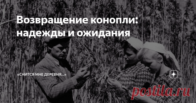 Возвращение конопли: надежды и ожидания Недавно в СМИ была озвучена любопытная информация о реанимировании в стране некогда доходной сельскохозяйственной отрасли- коноплеводства (и название-то уже подзабылось!). Уже решено, что в следующем году масштабным полигоном для эксперимента станут сельхозугодия Астраханской области.
