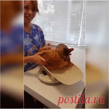 Одноклассники