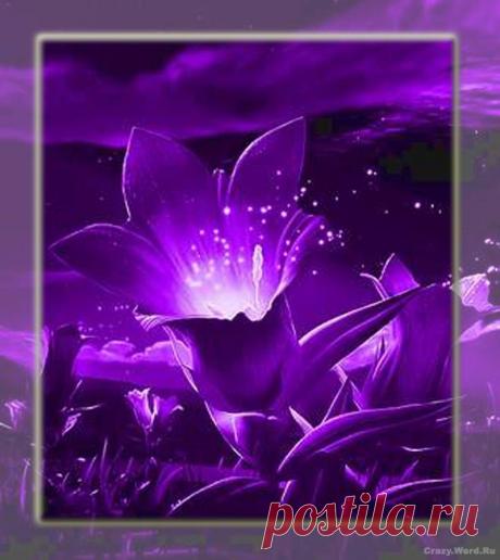 фиолетовый цвет - 707 . картинок. Поиск@Mail.Ru