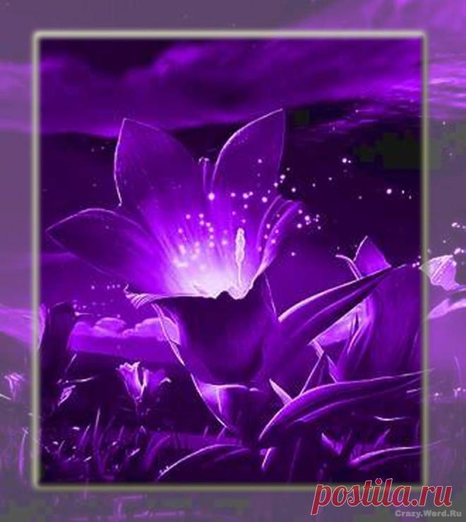 фиолетовый цвет - 707 . картинок. Поиск@Mail.Ru