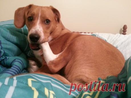 Почему собака постоянно лижет и грызет лапы? - отвечает ветврач