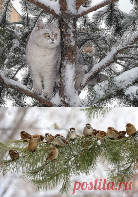 Одноклассники