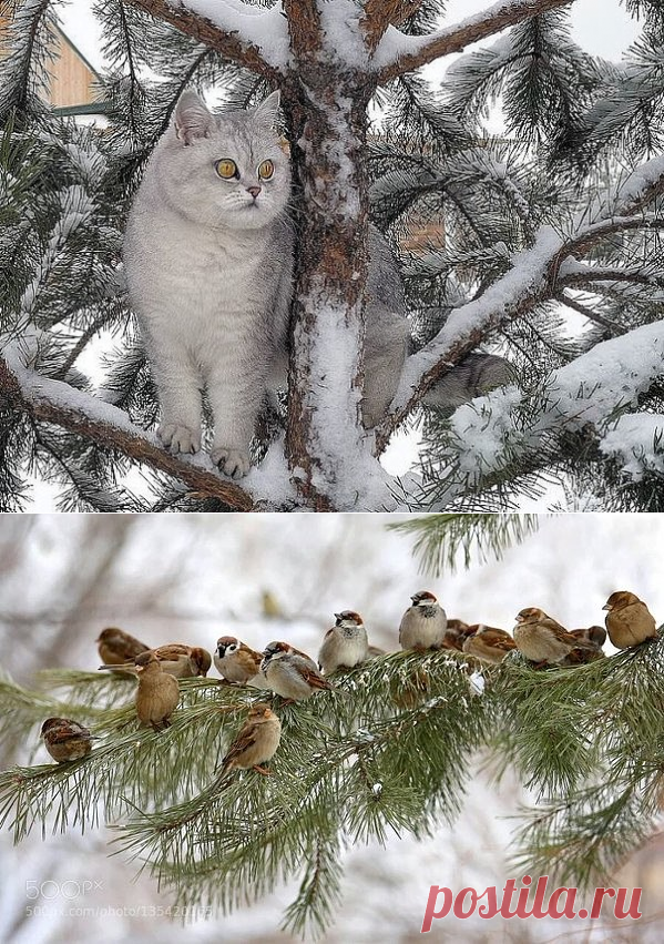 Одноклассники