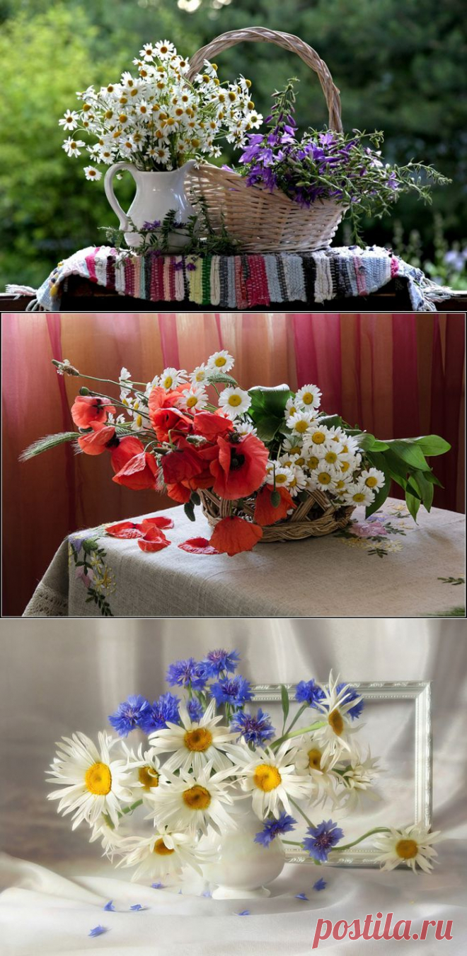 Подарил тебе букет из ромашек…, каюсь.