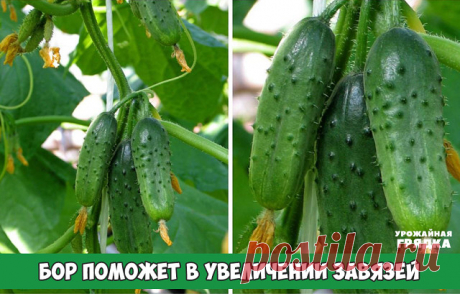 БОР ПОМОЖЕТ В УВЕЛИЧЕНИИ ЗАВЯЗЕЙ

Хотим поделиться с вами одним маленьким секретиком повышения урожайности.

Когда растения начнут набирать цвет, надо успеть пока цветет прямо по цветам обрызгать всё: цветы, яблони, вишню, помидоры, огурцы и другие растения , слабым раствором бора (его можно купить в аптеке) 2-3 грамма на 10 литров воды.  Этого хватит, чтобы буквально улить весь сад.

Действует очень эффективно, что-то вроде "Завязи", но обходится гораздо дешевле.

Эффект ...