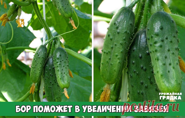 БОР ПОМОЖЕТ В УВЕЛИЧЕНИИ ЗАВЯЗЕЙ

Хотим поделиться с вами одним маленьким секретиком повышения урожайности.

Когда растения начнут набирать цвет, надо успеть пока цветет прямо по цветам обрызгать всё: цветы, яблони, вишню, помидоры, огурцы и другие растения , слабым раствором бора (его можно купить в аптеке) 2-3 грамма на 10 литров воды.  Этого хватит, чтобы буквально улить весь сад.

Действует очень эффективно, что-то вроде 